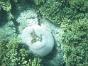 2011_Diving_the_Great_Barrier_Reef (102)